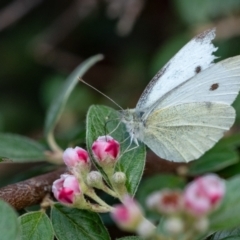 Pieris rapae (Cabbage White) at Penrose, NSW - 26 Nov 2023 by Aussiegall