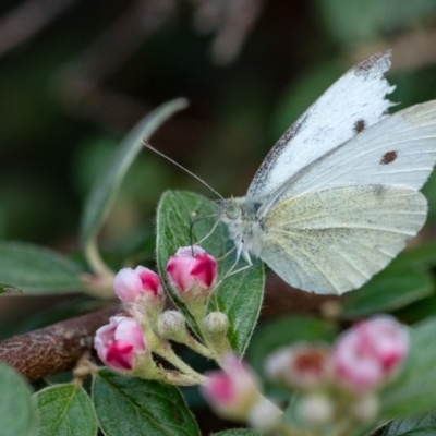 Pieris rapae (Cabbage White) at Penrose - 26 Nov 2023 by Aussiegall