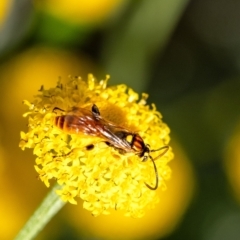 Unidentified Parasitic wasp (numerous families) at Penrose, NSW - 26 Nov 2023 by Aussiegall