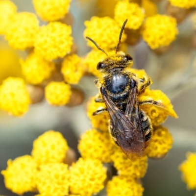 Lipotriches (Austronomia) australica at Penrose - 26 Nov 2023 by Aussiegall