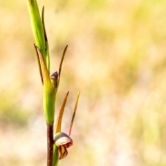 Orthoceras strictum (Horned Orchid) at Penrose - 26 Nov 2023 by Aussiegall