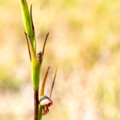 Orthoceras strictum (Horned Orchid) at Penrose, NSW - 26 Nov 2023 by Aussiegall