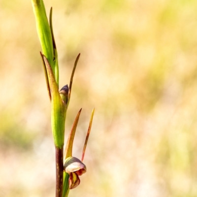 Orthoceras strictum (Horned Orchid) at Penrose - 26 Nov 2023 by Aussiegall