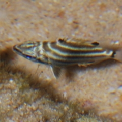 Microcanthus strigatus (Stripey) at Buddina, QLD - 24 Nov 2023 by Harrisi