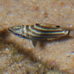 Microcanthus strigatus at Buddina, QLD - 24 Nov 2023 12:00 AM