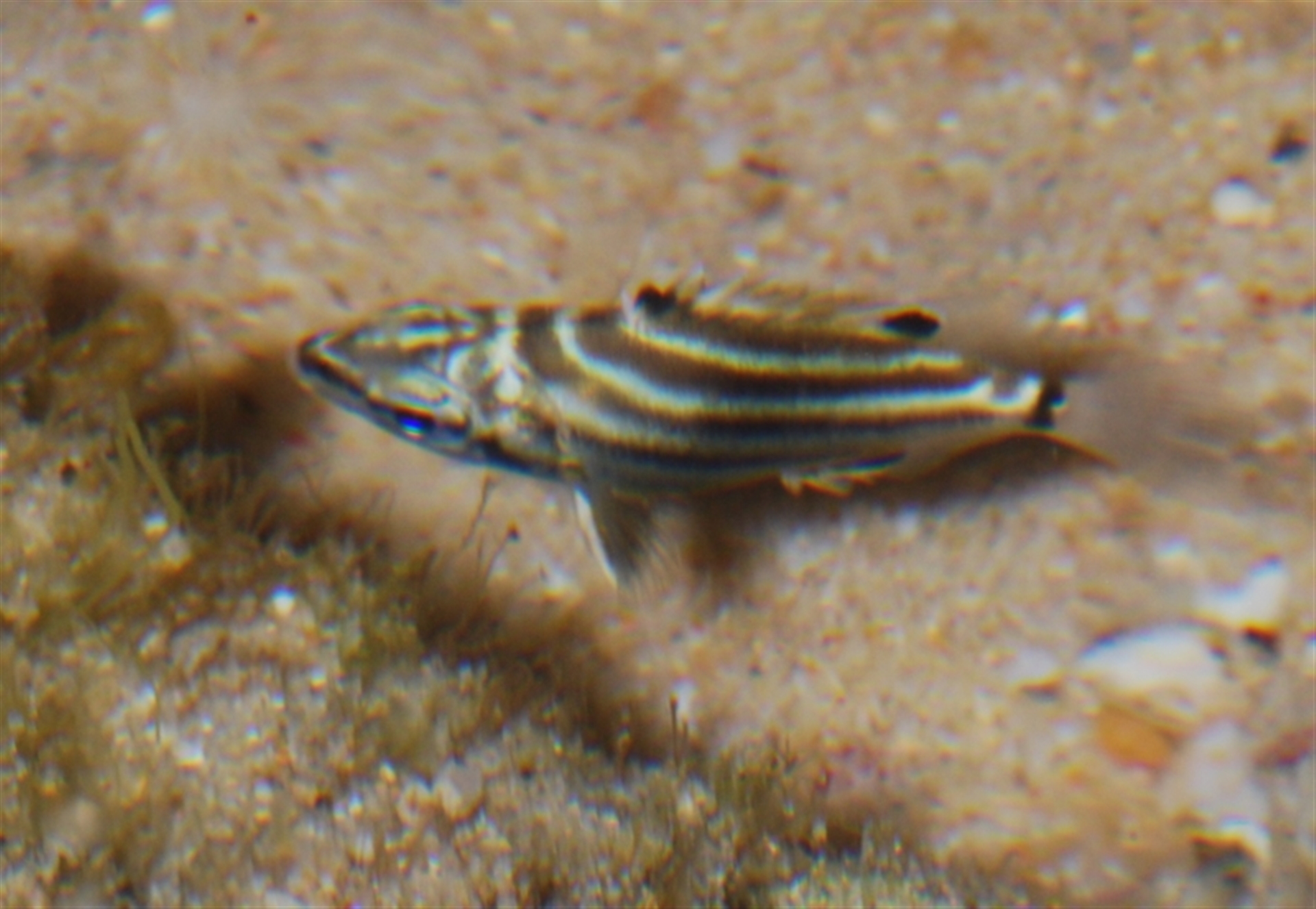 Microcanthus strigatus at Buddina, QLD - 24 Nov 2023 12:00 AM