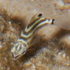 Microcanthus strigatus at Buddina, QLD - 24 Nov 2023 12:00 AM