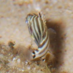 Microcanthus strigatus at Buddina, QLD - 24 Nov 2023 12:00 AM
