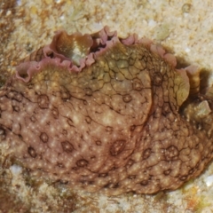 Unverified Sea Slug, Sea Hare or Bubble Shell at Buddina, QLD - 23 Nov 2023 by Harrisi
