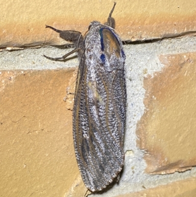 Endoxyla encalypti (Wattle Goat Moth) at Jerrabomberra, NSW - 26 Nov 2023 by SteveBorkowskis