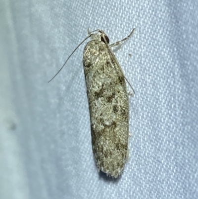 Philobota philostaura at Jerrabomberra, NSW - 26 Nov 2023 by SteveBorkowskis