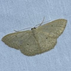 Scopula optivata (Varied Wave) at Jerrabomberra, NSW - 26 Nov 2023 by SteveBorkowskis