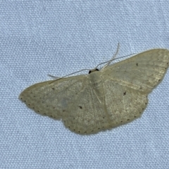 Scopula optivata at QPRC LGA - 26 Nov 2023