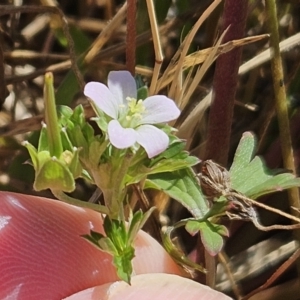 Geranium sp. Narrow lobes (G.S.Lorimer 1771) Vic. Herbarium at The Pinnacle - 26 Nov 2023