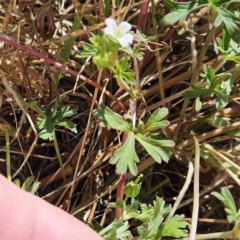 Geranium sp. Narrow lobes (G.S.Lorimer 1771) Vic. Herbarium at The Pinnacle - 26 Nov 2023