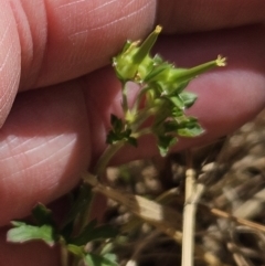 Geranium sp.3 at The Pinnacle - 26 Nov 2023