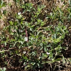 Geranium sp.3 at The Pinnacle - 26 Nov 2023