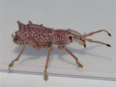 Leptopius setosus (A broad-nosed weevil) by TimL