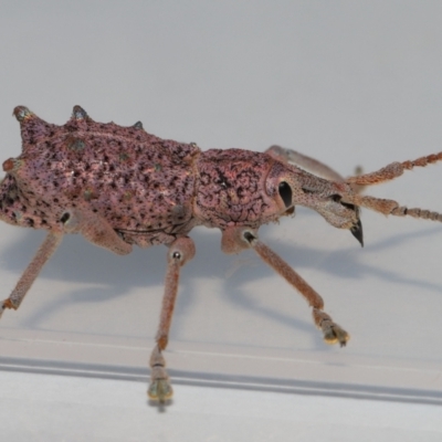 Unidentified Weevil (Curculionoidea) at Wellington Point, QLD - 26 Nov 2023 by TimL