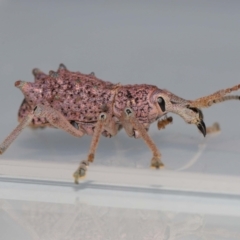 Leptopius setosus at suppressed - suppressed