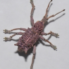 Leptopius setosus at suppressed - suppressed