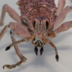 Leptopius setosus at suppressed - suppressed