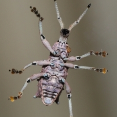 Leptopius setosus at suppressed - suppressed