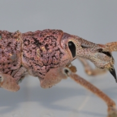 Leptopius setosus (A broad-nosed weevil) at Wellington Point, QLD - 26 Nov 2023 by TimL