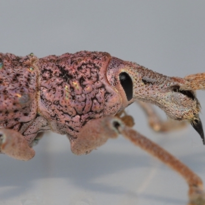 Leptopius setosus (A broad-nosed weevil) at Wellington Point, QLD - 26 Nov 2023 by TimL