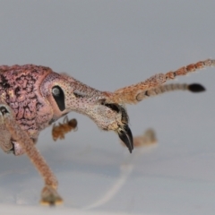Leptopius setosus at Wellington Point, QLD - suppressed