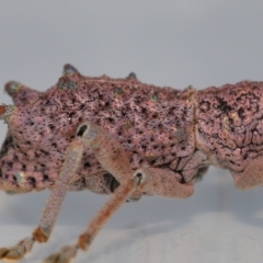 Leptopius setosus at Wellington Point, QLD - suppressed