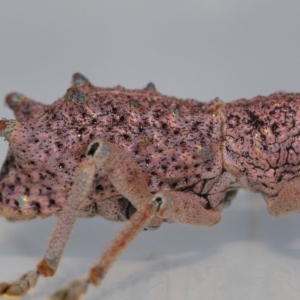 Leptopius setosus at Wellington Point, QLD - suppressed