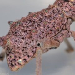 Leptopius setosus at Wellington Point, QLD - suppressed