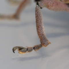 Leptopius setosus at Wellington Point, QLD - suppressed
