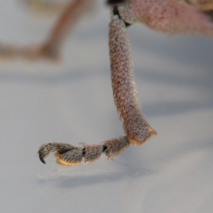 Leptopius setosus at Wellington Point, QLD - suppressed