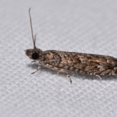 Holocola triangulana (A Tortricid Moth) at Jerrabomberra, NSW - 26 Nov 2023 by DianneClarke