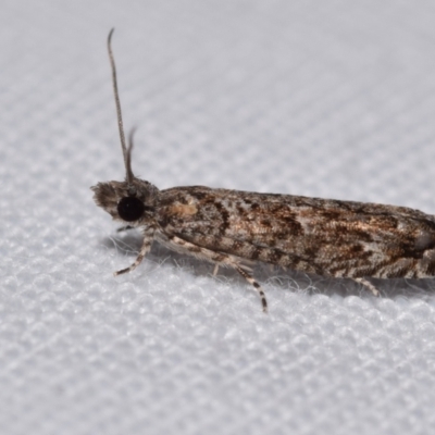 Holocola triangulana (A Tortricid Moth) at QPRC LGA - 26 Nov 2023 by DianneClarke