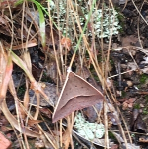 Epidesmia chilonaria at Lower Borough, NSW - 25 Nov 2023 09:10 AM