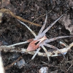 Argoctenus vittatus (Wandering Ghost Spider) at Lower Borough, NSW - 25 Nov 2023 by mcleana