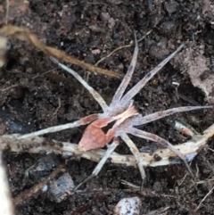Argoctenus vittatus (Wandering Ghost Spider) at Lower Borough, NSW - 24 Nov 2023 by mcleana