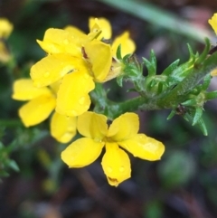 Goodenia bellidifolia subsp. bellidifolia (Daisy Goodenia) at Lower Borough, NSW - 25 Nov 2023 by mcleana