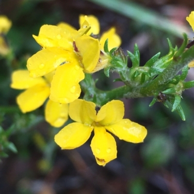 Goodenia bellidifolia subsp. bellidifolia (Daisy Goodenia) at Lower Borough, NSW - 25 Nov 2023 by mcleana