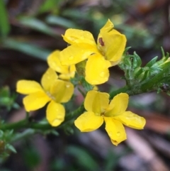 Goodenia bellidifolia subsp. bellidifolia at Lower Borough, NSW - 25 Nov 2023 09:25 AM