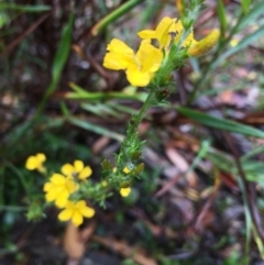 Goodenia bellidifolia subsp. bellidifolia at Lower Borough, NSW - 25 Nov 2023 09:25 AM