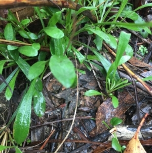 Goodenia bellidifolia subsp. bellidifolia at Lower Borough, NSW - 25 Nov 2023