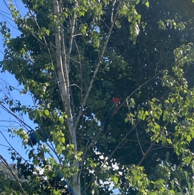 Alisterus scapularis (Australian King-Parrot) at Bright, VIC - 26 Nov 2023 by jksmits