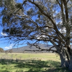 Eucalyptus camaldulensis subsp. camaldulensis (River Red Gum) at Paddys River, ACT - 22 Oct 2023 by Tapirlord