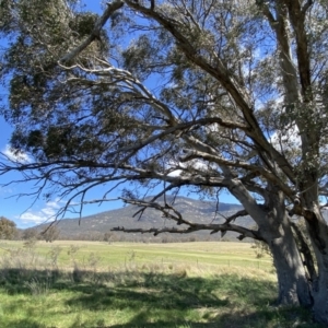 Eucalyptus camaldulensis subsp. camaldulensis at Paddys River, ACT - 22 Oct 2023