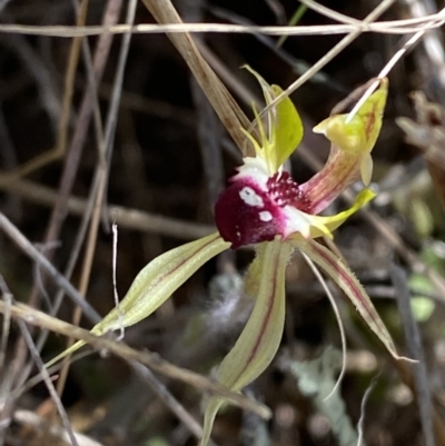 Caladenia parva (Brown-clubbed Spider Orchid) at Rendezvous Creek, ACT - 22 Oct 2023 by Tapirlord