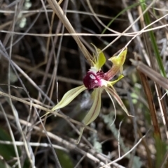 Caladenia parva at Rendezvous Creek, ACT - suppressed